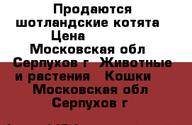 Продаются шотландские котята › Цена ­ 6 000 - Московская обл., Серпухов г. Животные и растения » Кошки   . Московская обл.,Серпухов г.